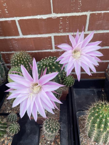 Echinopsis daydream lila